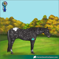 Horse Color:Smoky Black Tobiano Appaloosa
