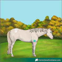 Horse Color:Smoky Creme Tobiano Appaloosa