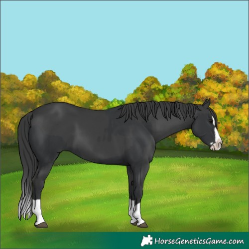Horse Color:Black Splash and Black Splash