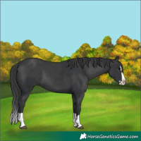 Horse Color:Black Splash and Black Splash