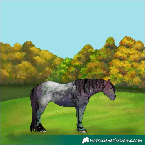 Horse Color:ERROR: UNKNOWN ANOMALY