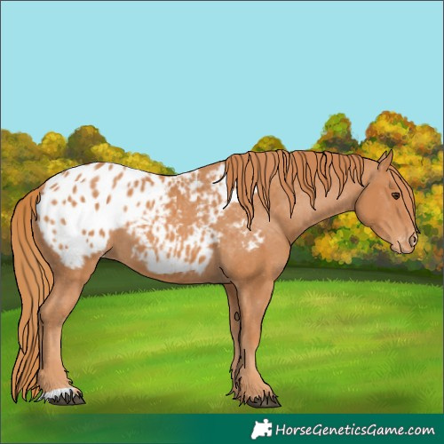 Horse Color:Chestnut Blanket 