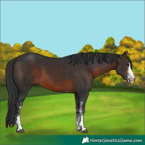 Horse Color:White Spotted Brown
