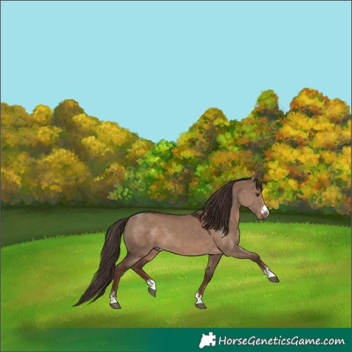 Horse Color:Liver Red Dun 