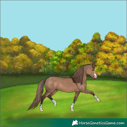 Horse Color:Liver Red Dun