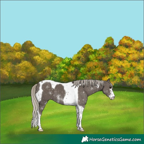Horse Color:Silver Smoky Black Sabino Tobiano