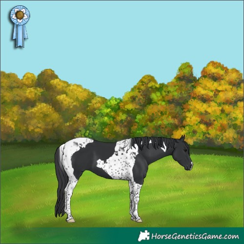 Horse Color:Black Tobiano 