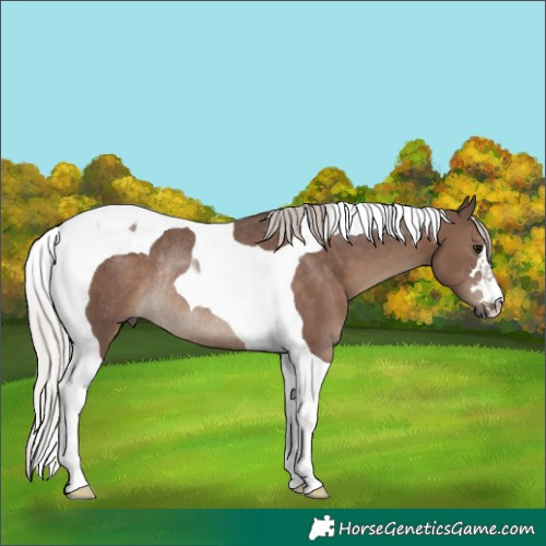 Horse Color:Silver Black Tobiano Rabicano 