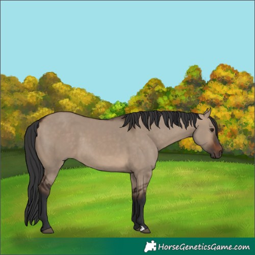 Horse Color:Brown Dun