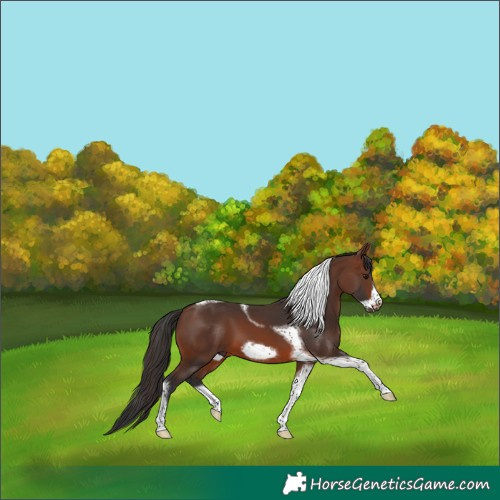 Horse Color:Brown Tobiano Frame