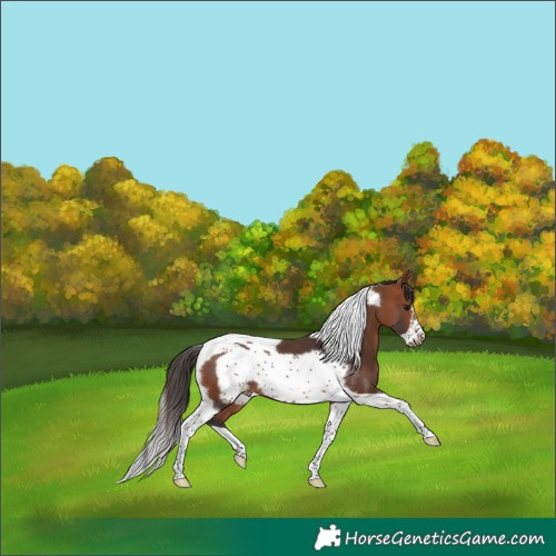 Horse Color:Bay Tobiano Frame Appaloosa 