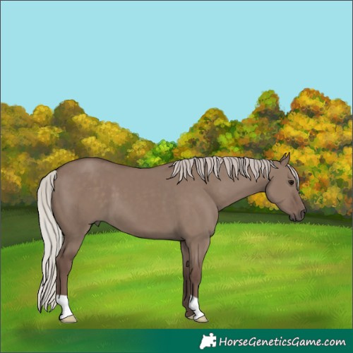 Horse Color:Silver Grullo