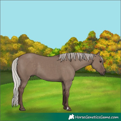 Horse Color:Silver Grullo