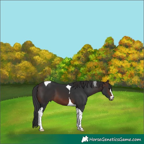 Horse Color:Brown Tobiano