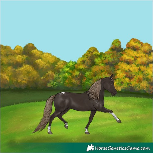 Horse Color:Liver Chestnut Tobiano