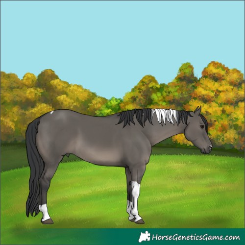 Horse Color:Grullo Tobiano 