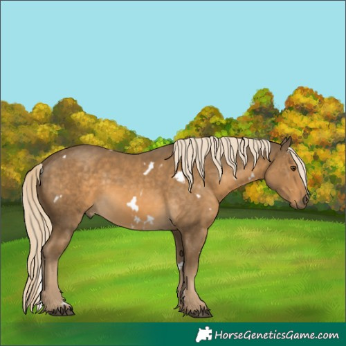 Horse Color:White Spotted Chocolate Palomino Mushroom Rabicano 