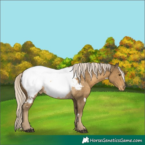 Horse Color:White Spotted Chocolate Palomino Mushroom Appaloosa Rabicano