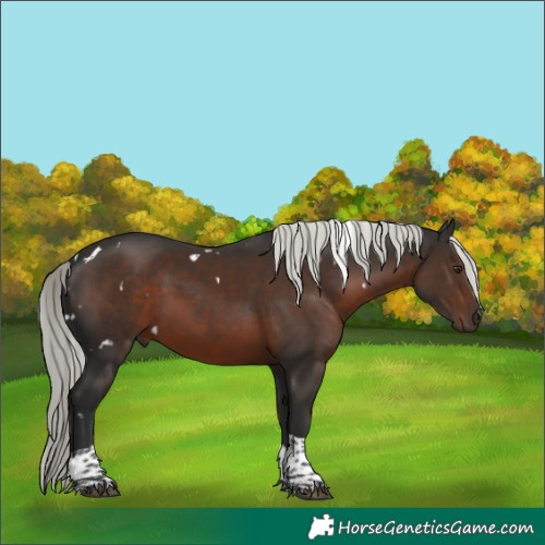 Horse Color:White Spotted Liver Chestnut Mushroom Tobiano Rabicano 