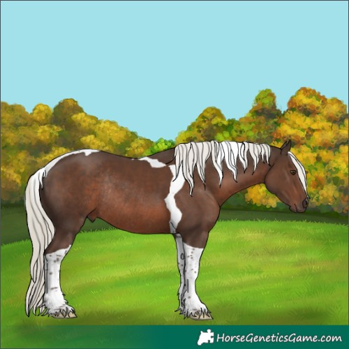 Horse Color:Liver Chestnut Mushroom Tobiano Rabicano 