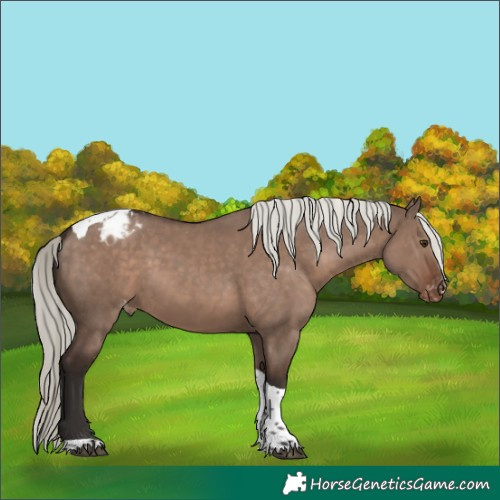 Horse Color:Liver Red Dun Mushroom Tobiano Appaloosa Rabicano 