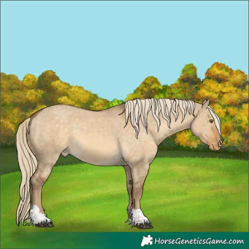 Horse Color:Chocolate Palomino Dun Mushroom Tobiano Appaloosa Rabicano