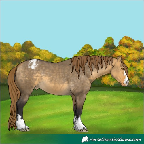 Horse Color:Buckskin Dun Mushroom Appaloosa 
