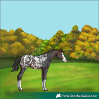 Horse Color:Bay Sabino Splash Appaloosa and Bay Sabino Splash Appaloosa