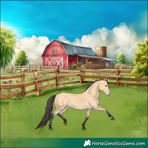Horse Color:Buckskin 