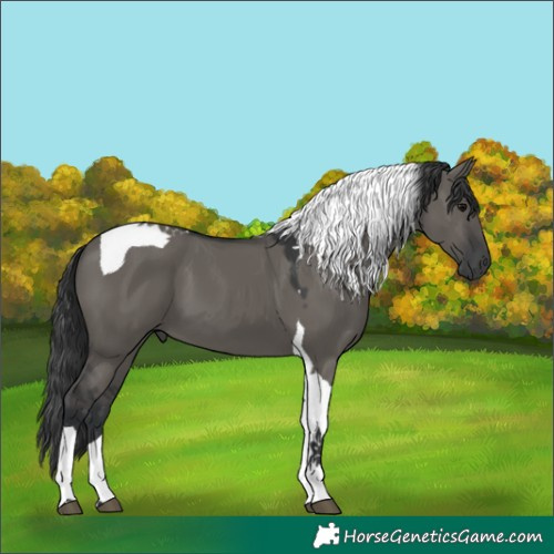Horse Color:Grullo Tobiano