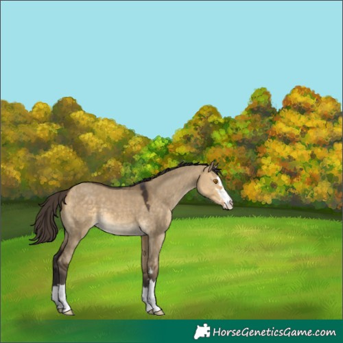 Horse Color:Buckskin Dun