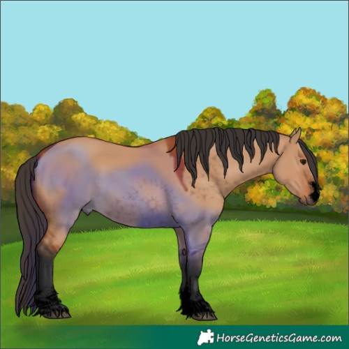 Horse Color:Void Bay Dun 