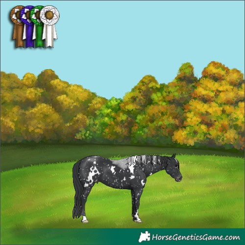 Horse Color:White Spotted Black Appaloosa 