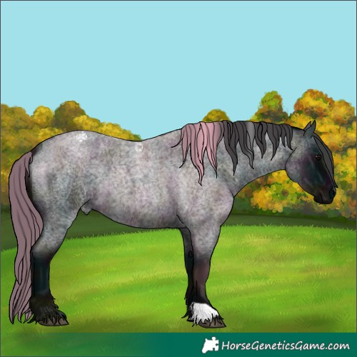 Horse Color:Midnight Blue Roan 