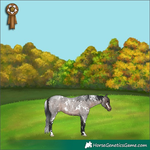 Horse Color:White Spotted Brown Roan Appaloosa 