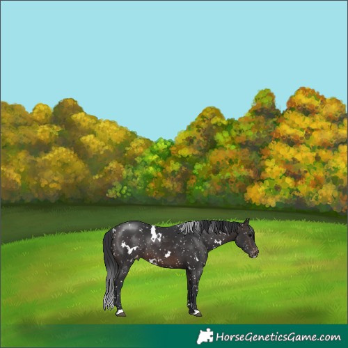 Horse Color:White Spotted Brown Appaloosa 