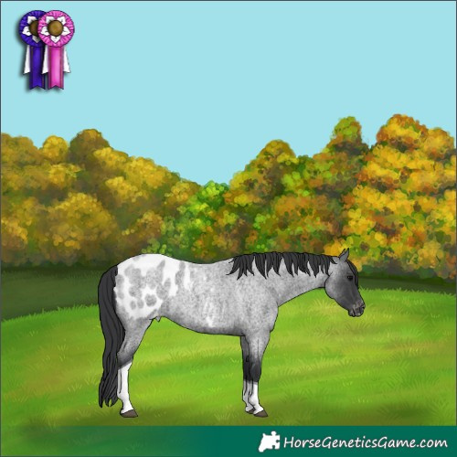 Horse Color:Blue Roan Tobiano Appaloosa 