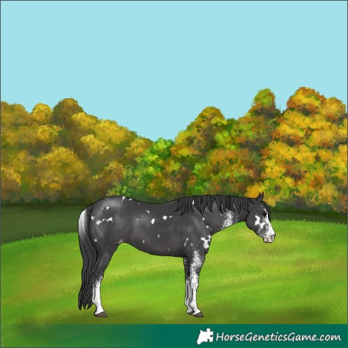 Horse Color:White Spotted Black Appaloosa 