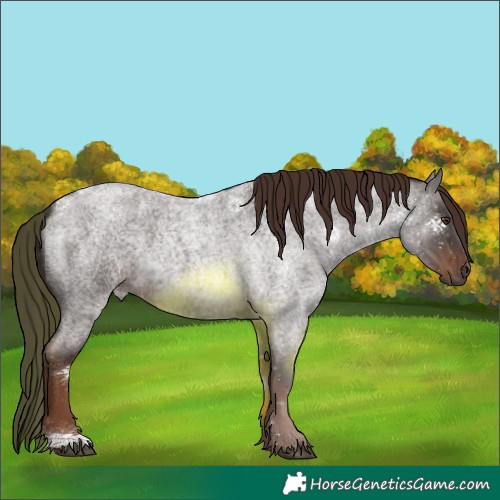 Horse Color:Liver Red Roan