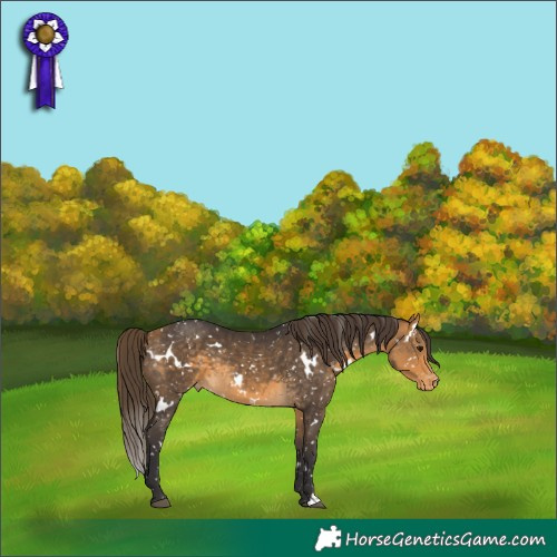 Horse Color:White Spotted Buckskin Appaloosa