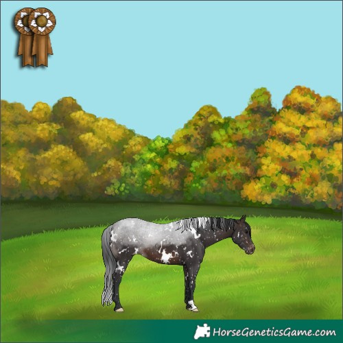 Horse Color:White Spotted Brown Appaloosa