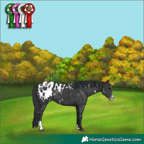 Horse Color:White Spotted Black Sabino Appaloosa