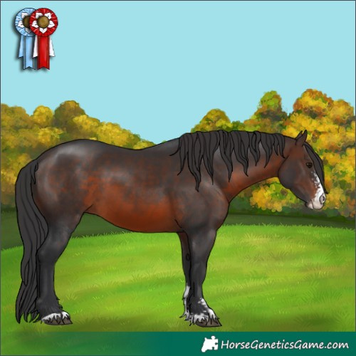 Horse Color:Brown Sabino 