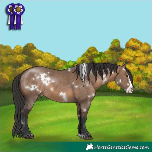 Horse Color:White Spotted Brown Dun Sabino Splash 