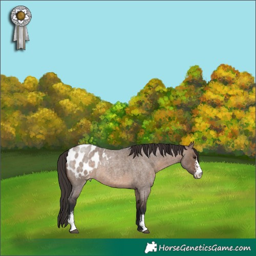 Horse Color:Brown Roan Dun Sabino Appaloosa 