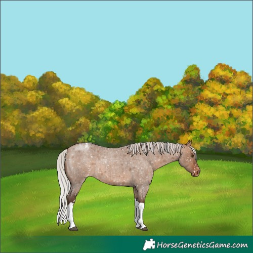 Horse Color:Silver Brown Roan Dun Tobiano Appaloosa 