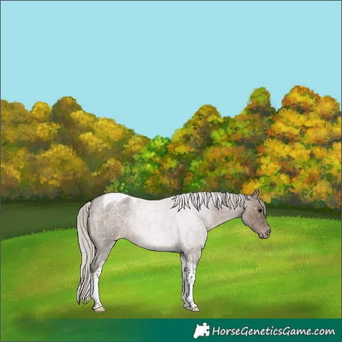 Horse Color:Silver Grullo Roan Tobiano Appaloosa