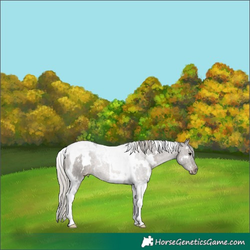 Horse Color:White Spotted Silver Black Tobiano Appaloosa