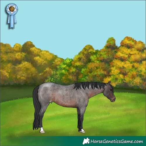 Horse Color:Brown Roan Appaloosa 