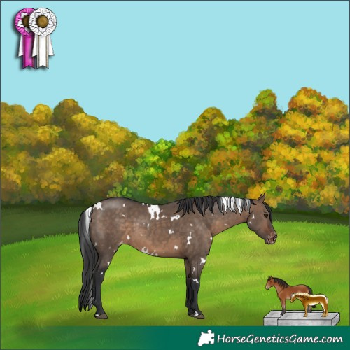 Horse Color:White Spotted Bay Dun Appaloosa 